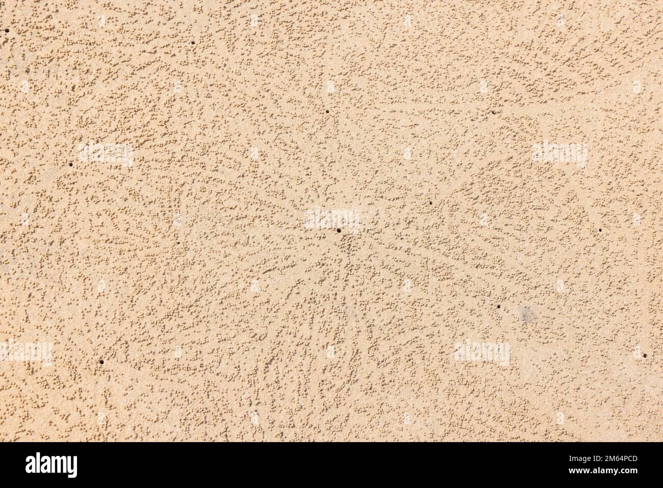 I piccoli pellet di sabbia costruiti da granchi gorgogliatore di sabbia sulla piccola spiaggia di sabbia a Khao Lak, Thailandia Foto Stock