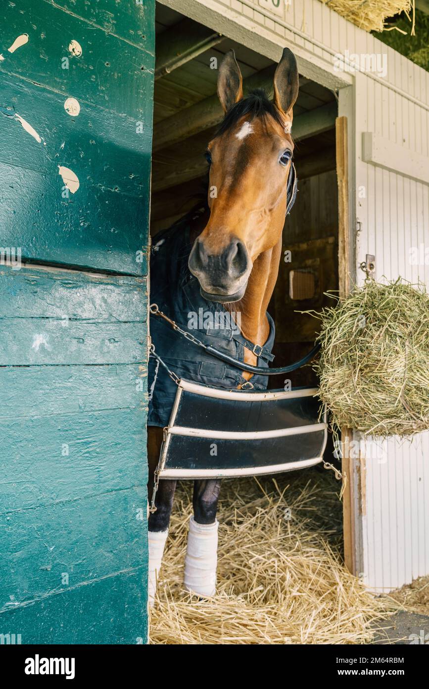 Cavallo da corsa purosangue in una stalla a Lexington, Kentucky Foto Stock