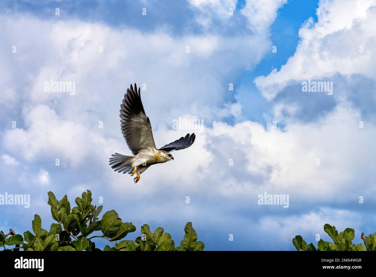 Un aquilone dalle spalle nere o dalle alette nere, elanus caeruleus, nel Masai Mara, Kenya. Questo piccolo falco si nutrirà di roditori e insetti e caviglie in fl Foto Stock