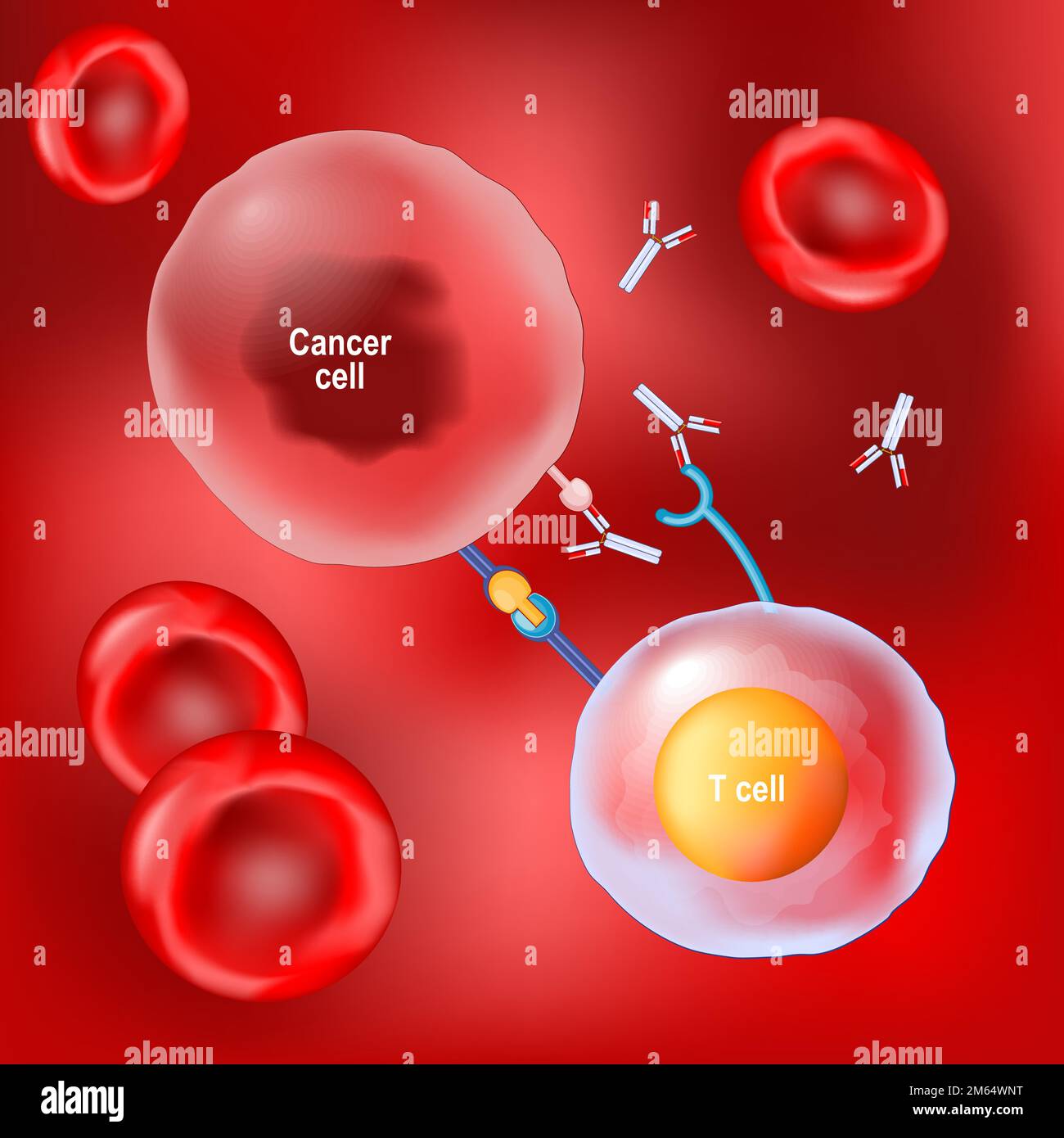 terapia del cancro e anticorpi monoclonali. Globuli rossi, cellule T e cellule tumorali su sfondo rosso. Vettore Illustrazione Vettoriale