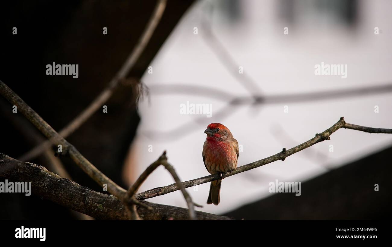 Finch casa seduta su ramo d'albero con spazio copia Foto Stock