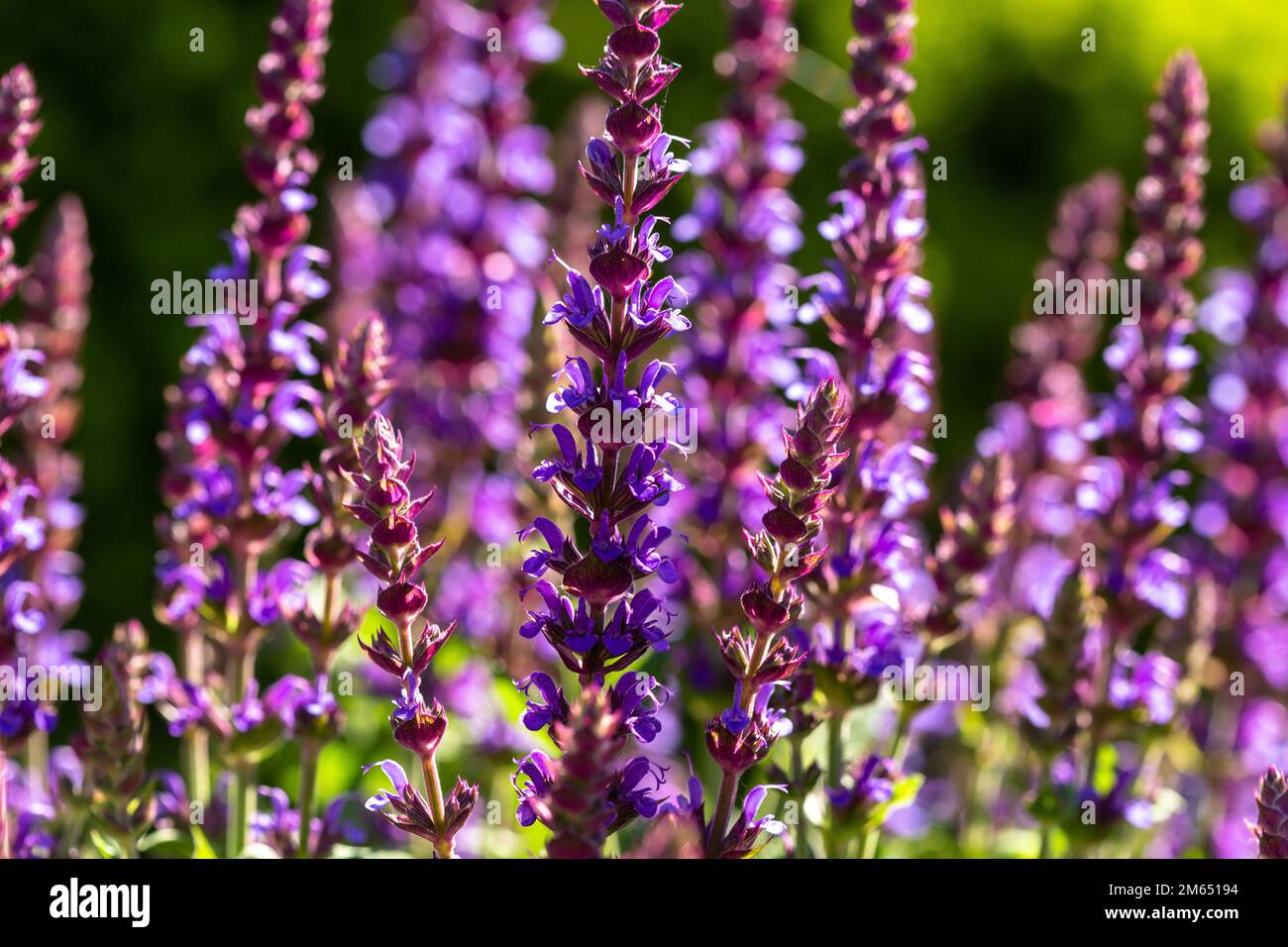 Esposizione estiva di Salvia, sempre più forte a Tradgardsforeningen, Gothenburg, Svezia Foto Stock