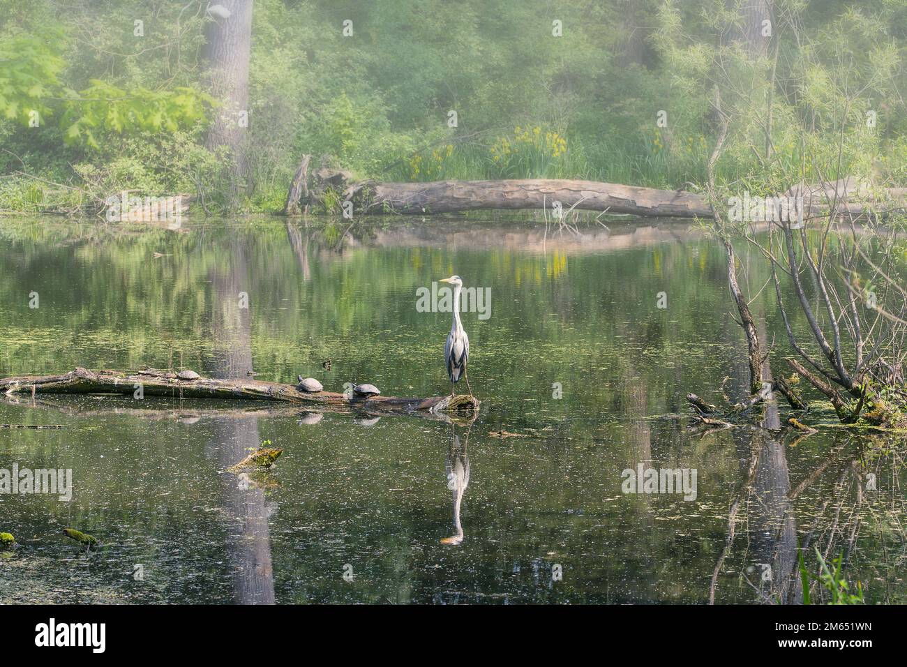 Mattina nebbia in Urdenbacher Kaempe Riserva Naturale, fiume Reno alluvione pianura, Duesseldorf;Germania Foto Stock