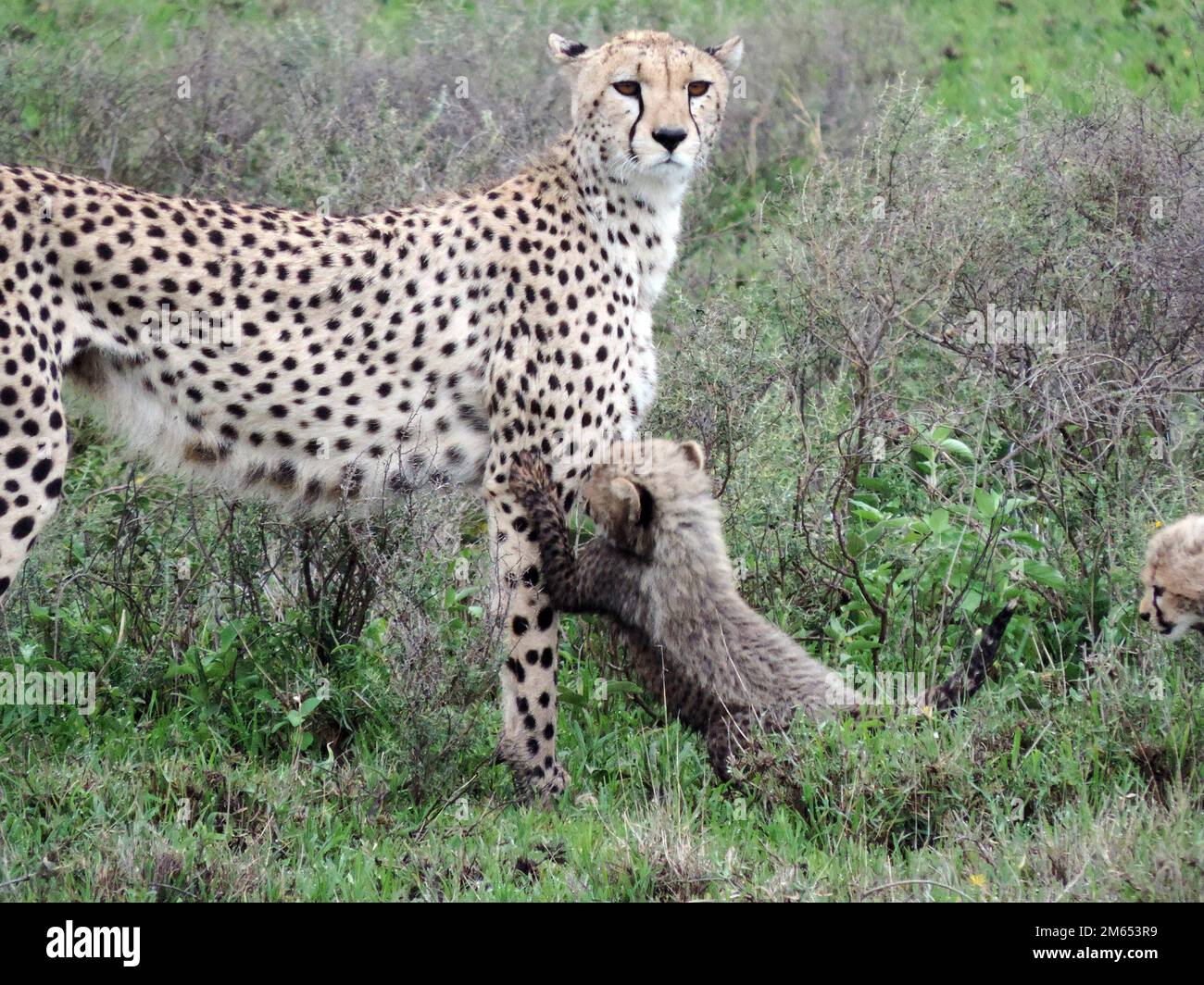 Madre ghepardo con i suoi cuccioli in erba alta la savana in Tanzania Africa orientale Foto Stock