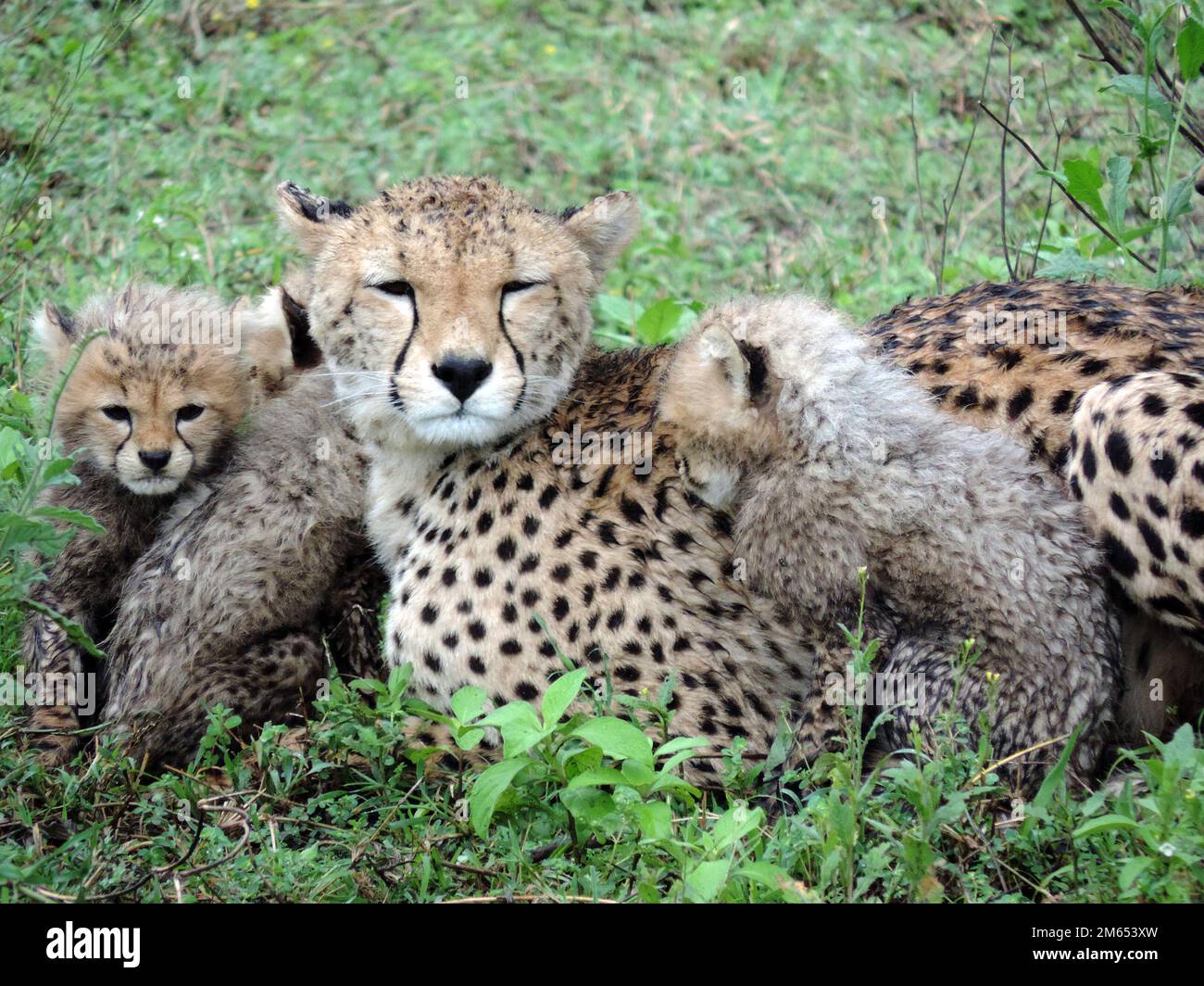 Madre ghepardo con i suoi cuccioli in erba alta la savana in Tanzania Africa orientale Foto Stock