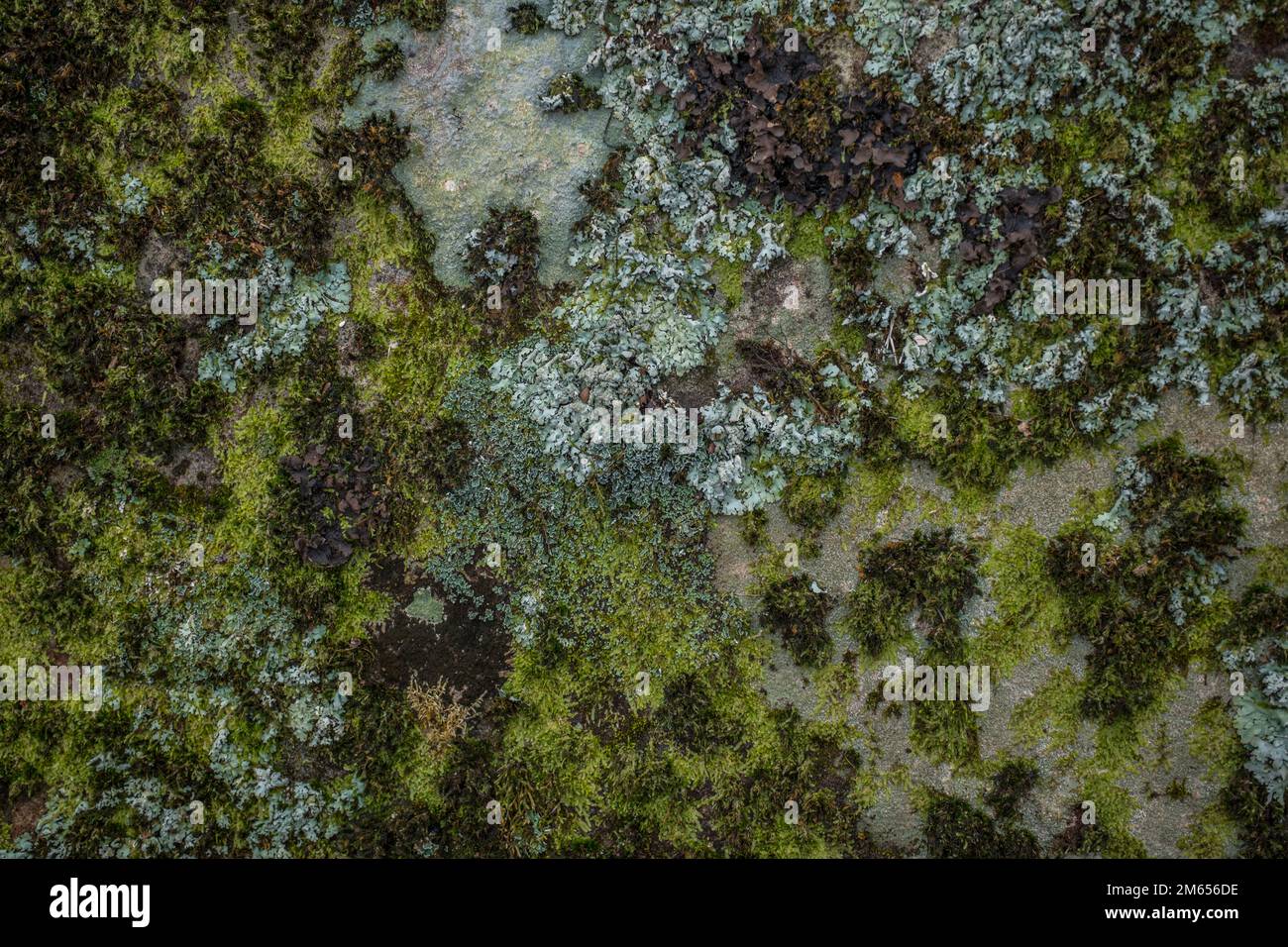 Vista in primo piano di diverse specie di muschi di funghi colorati e licheni che coprono una grande roccia negli sfondi e nelle texture della foresta Foto Stock