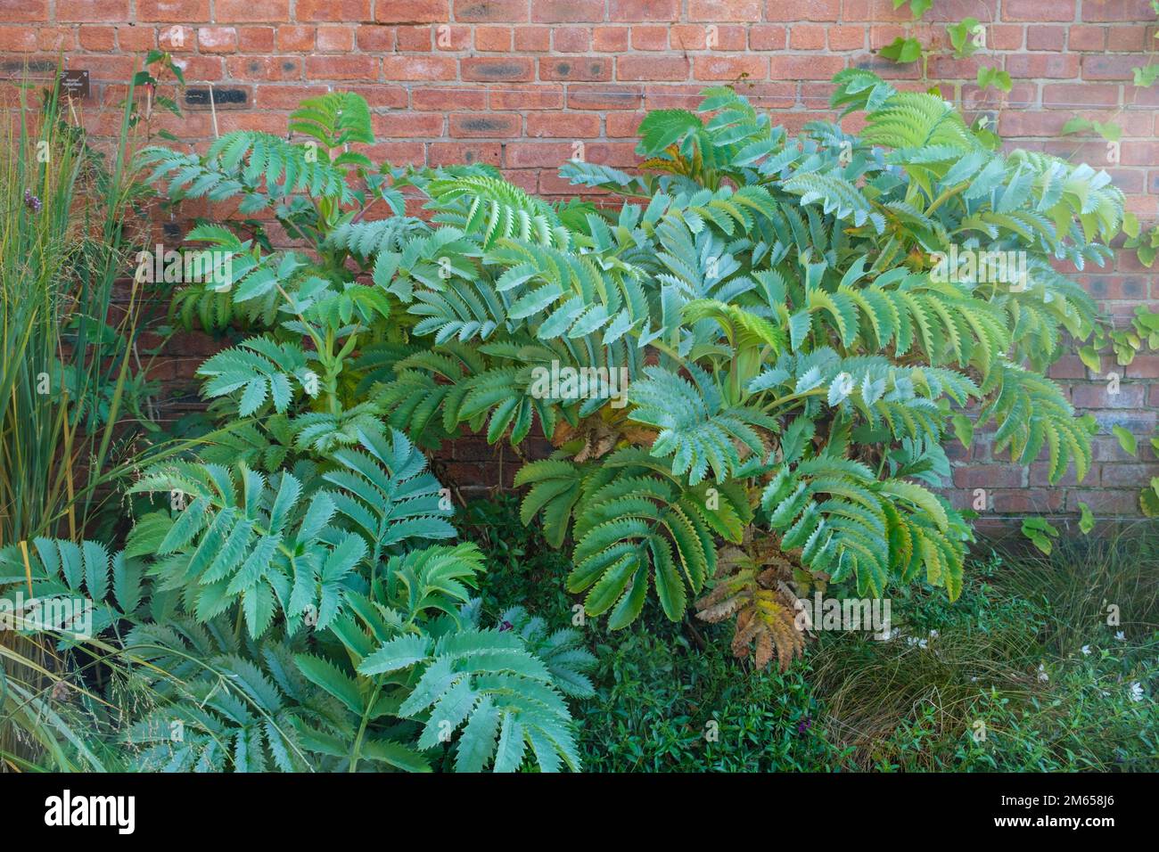 Melianthus Major (fiore di miele) foglie ricoperte di rugiada Foto Stock