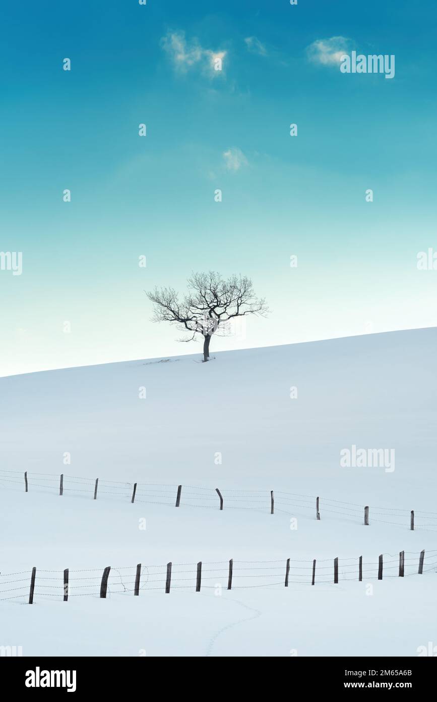 Albero solitario deciduo sulla collina innevata in inverno a Zlatibor, Serbia. Splendido paesaggio invernale come sfondo. Foto Stock