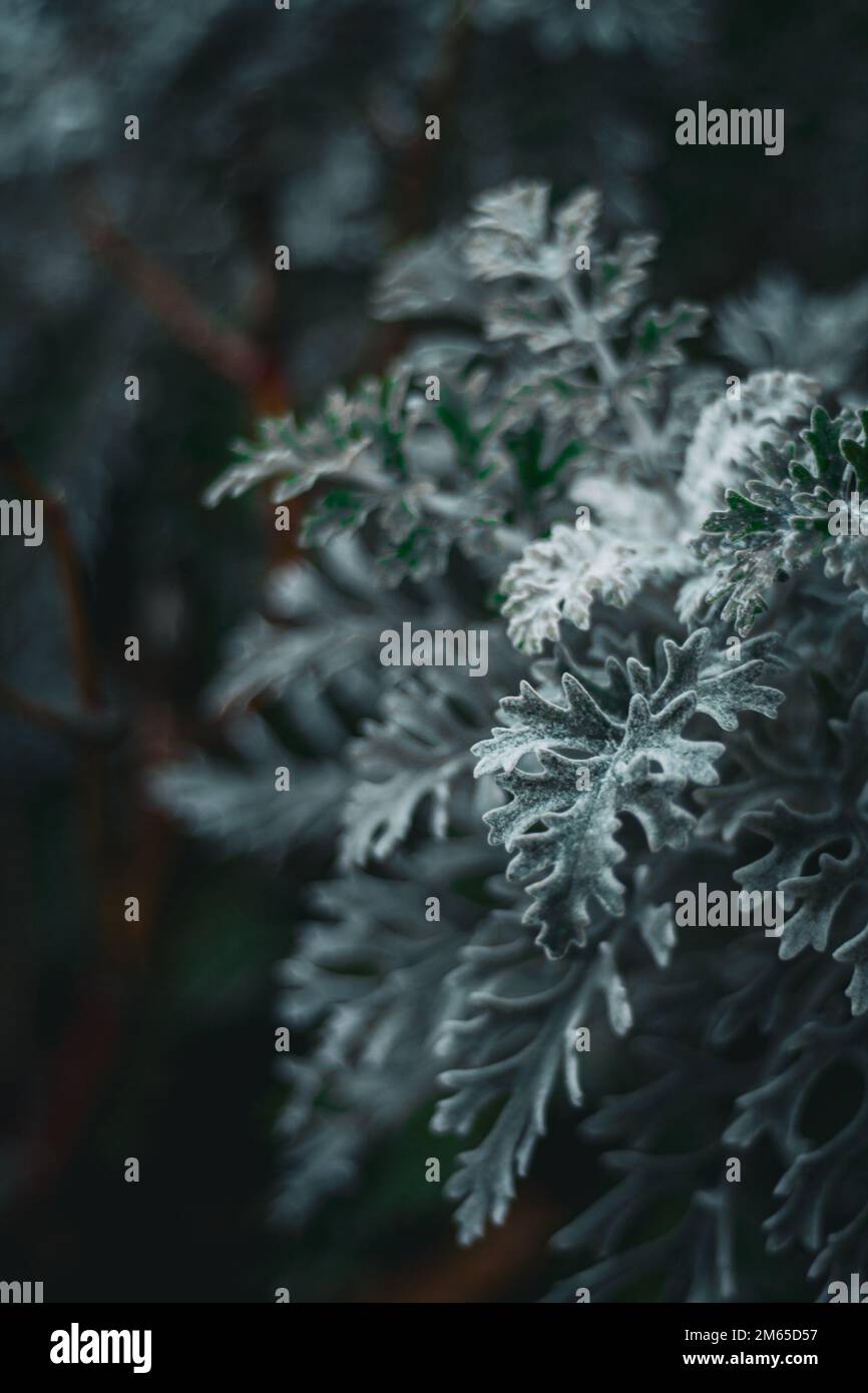 Congelati foglie verdi scure coperte di neve Foto Stock