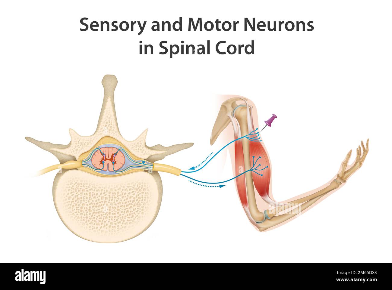 Neuroni sensoriali e motori nel midollo spinale Foto Stock