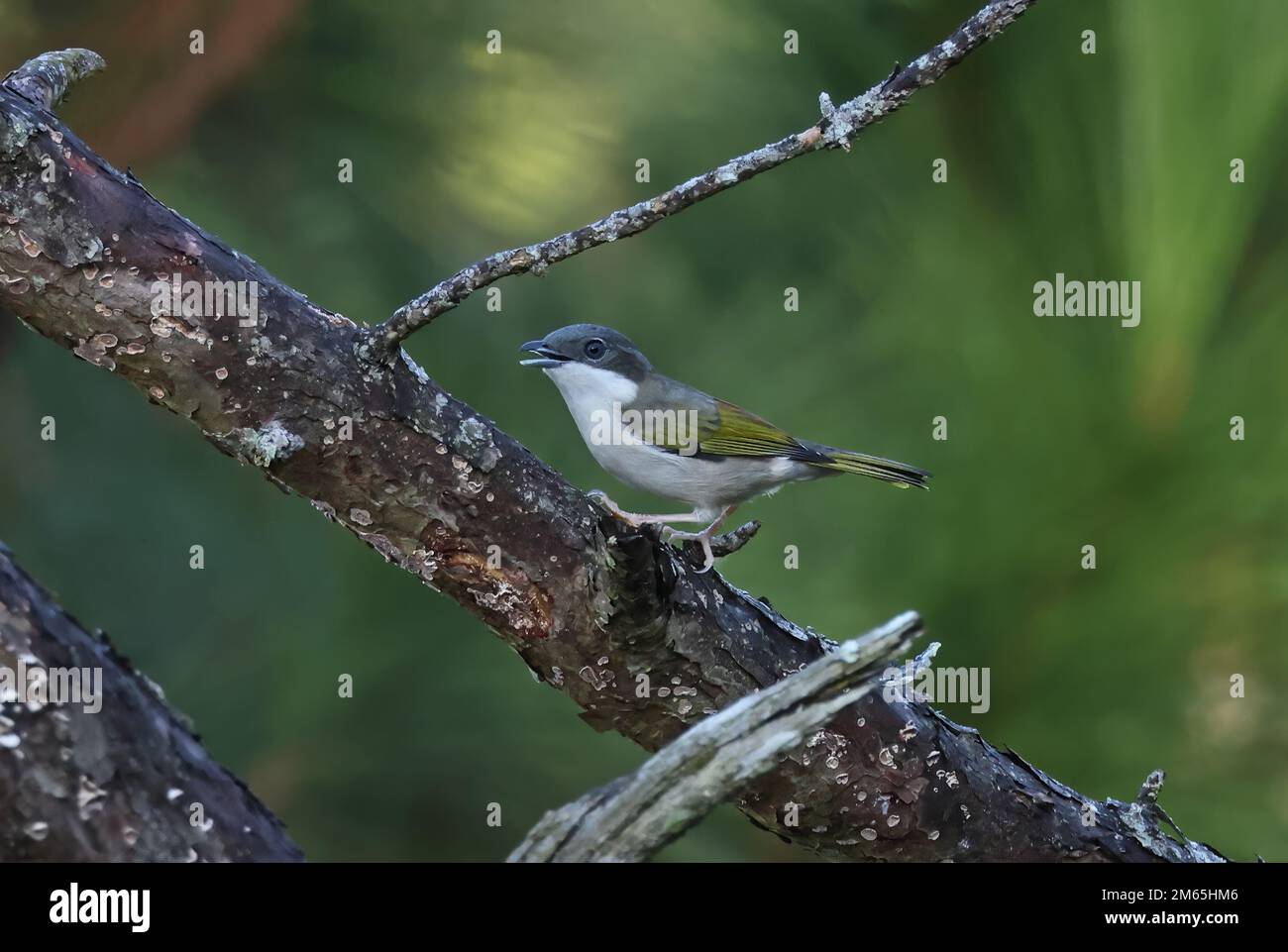 Donna adulta arroccata di colore bianco (Pteruthius aeralatus annamensis) appollaiata sul ramo che chiama cascata Datanla, da Lat, Vietnam. Dic Foto Stock