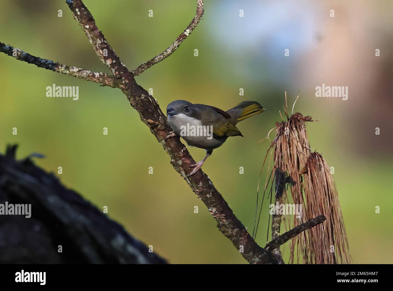 Donna adulta arroccata di colore bianco (Pteruthius aeralatus annamensis) appollaiata sul ramo che chiama cascata Datanla, da Lat, Vietnam. Dic Foto Stock