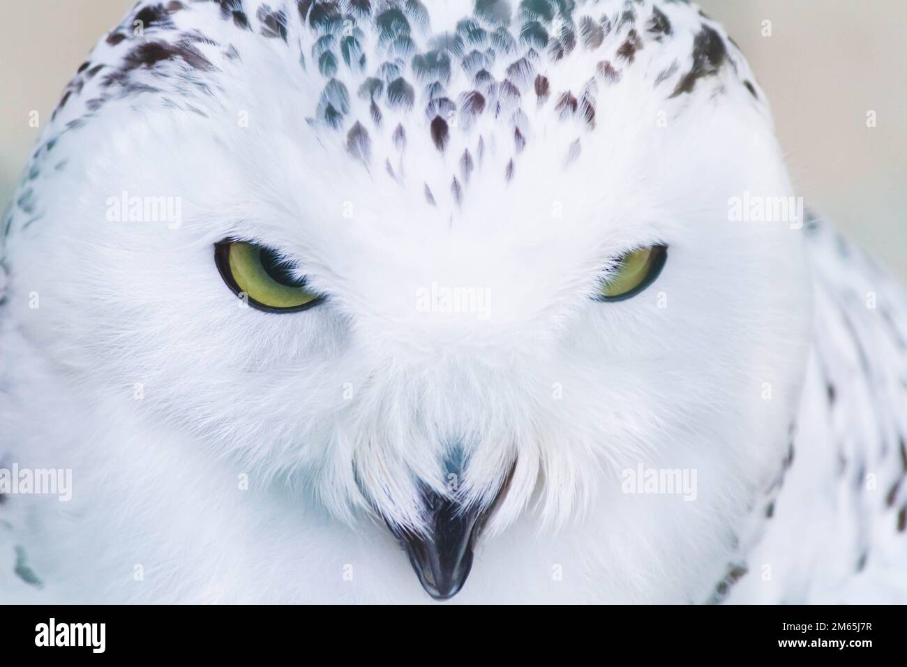 Gufo nord bianco. Primo piano occhi gialli di un gufo bianco nevoso. Uccelli in cattività. Foto Stock