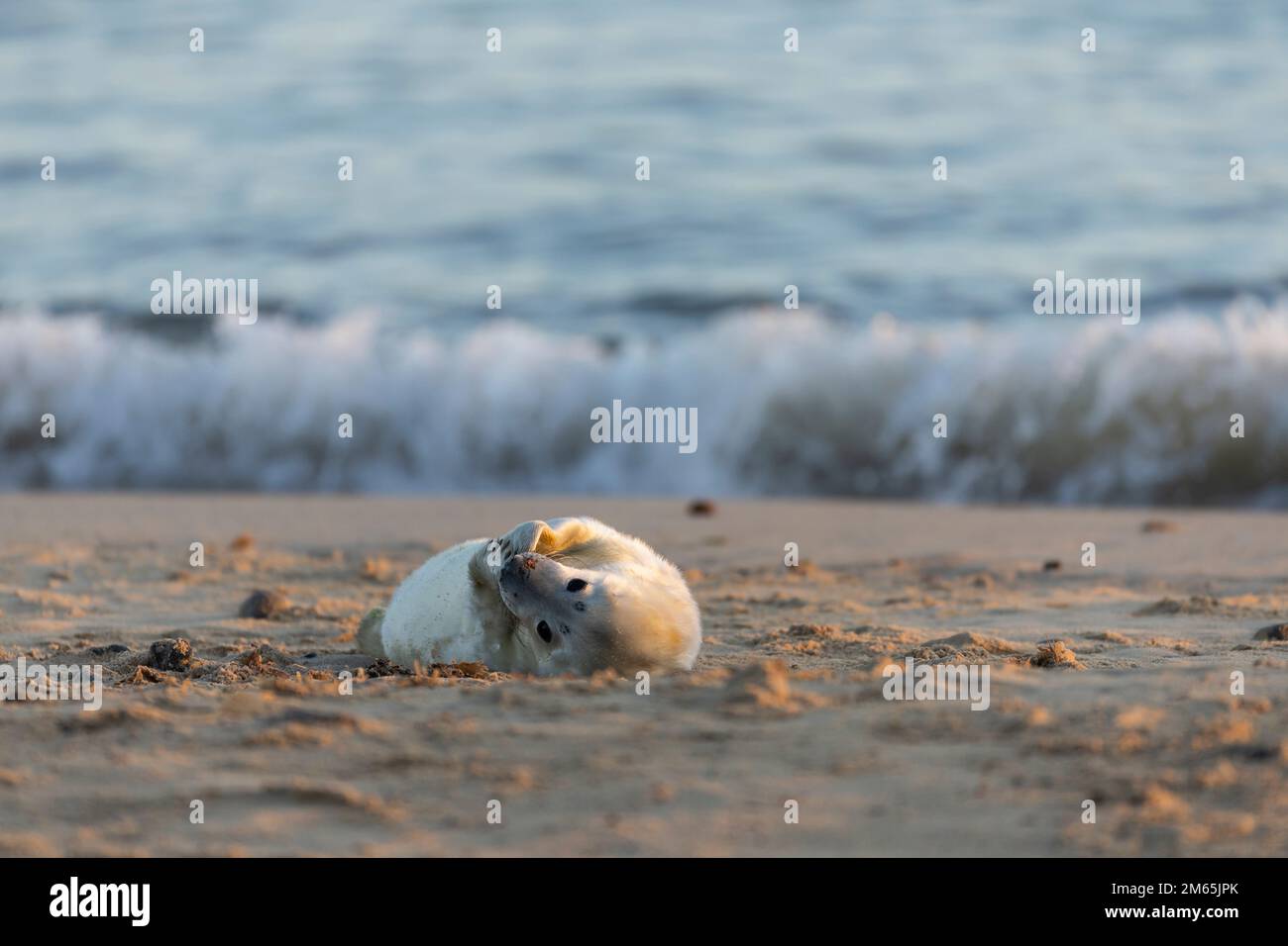 Foca grigia (grypus halichoerus) cucciolo nato di recente su una spiaggia con onde che si infrangono Foto Stock