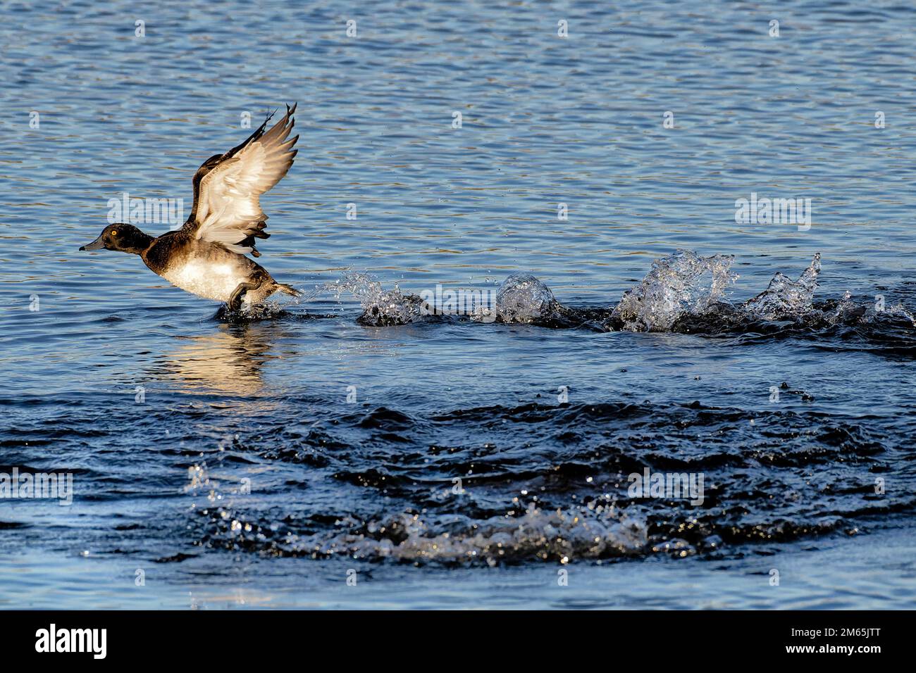 Anatra tufted decollo a RSPB Titchwell Marsh Foto Stock