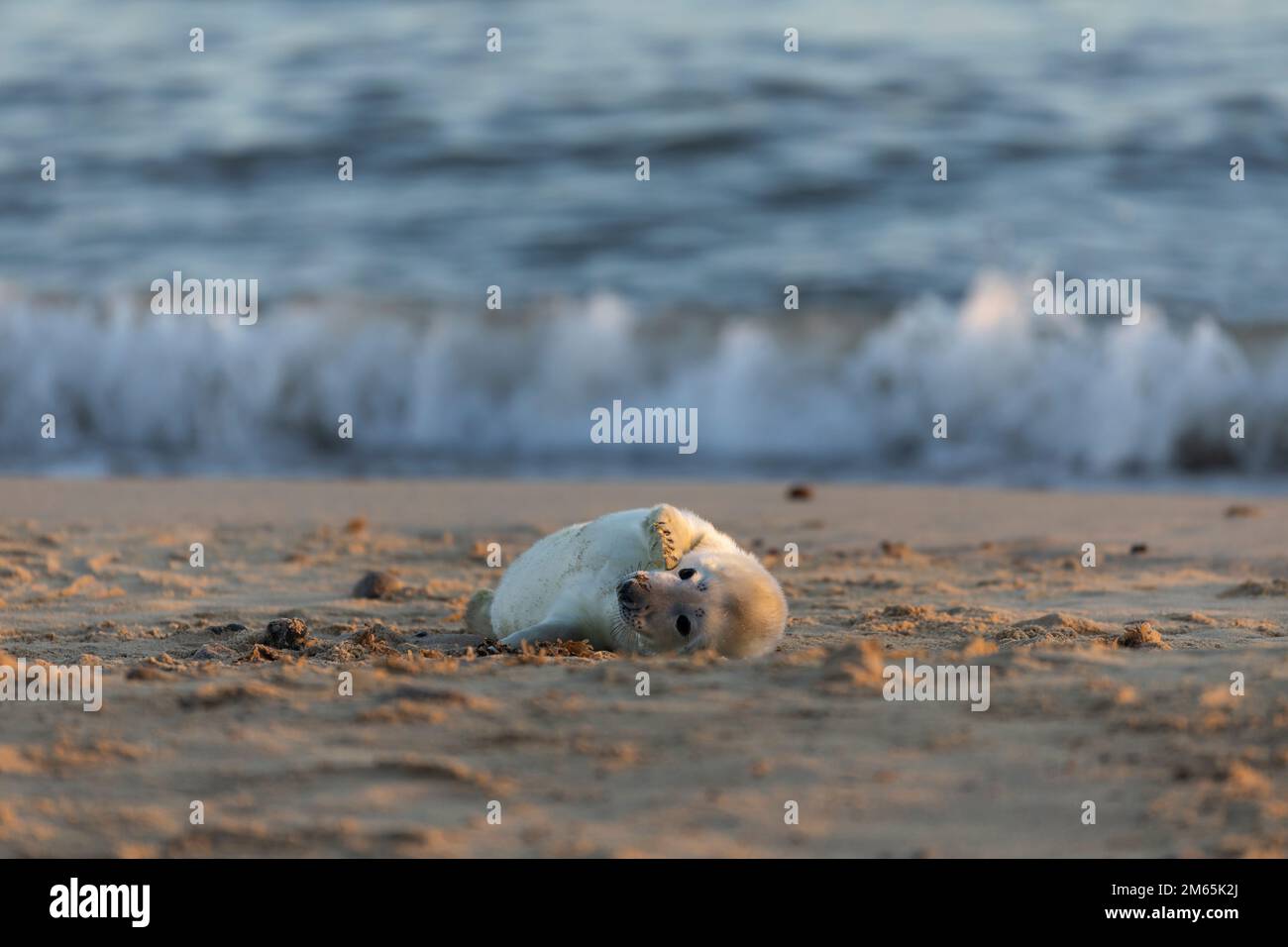 Foca grigia (grypus halichoerus) cucciolo appena nato su una spiaggia sabbiosa con onde che si infrangono Foto Stock