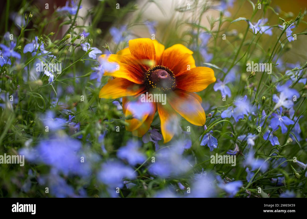 Rudbeckia rustico nano e mi dimentica non flowers.Yellow, arancio e fiore d'oro tra un mare di piccoli fiori blu Foto Stock