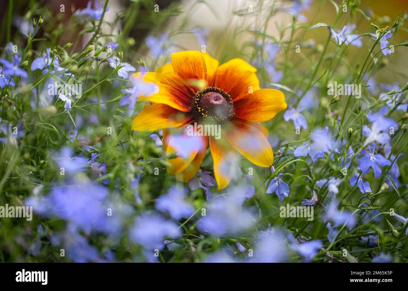 Rudbeckia rustico nano e mi dimentica non flowers.Yellow, arancio e fiore d'oro tra un mare di piccoli fiori blu Foto Stock