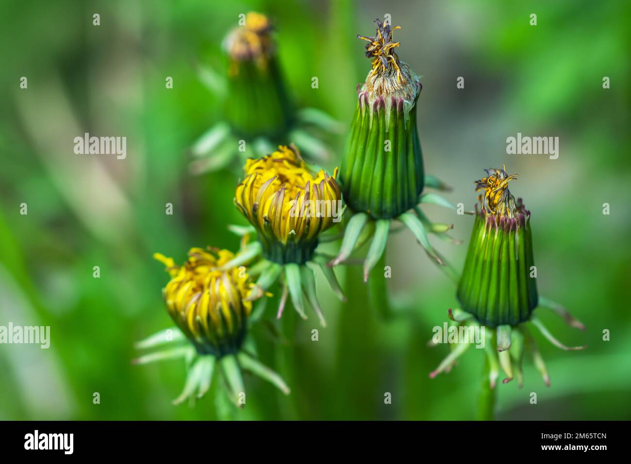 Una grande testa di un dente di leone giovane. Testa di dente di leone giallo nell'erba. Dente di leone con un fiore al centro. L'ape vola fino al fiore. Foto Stock