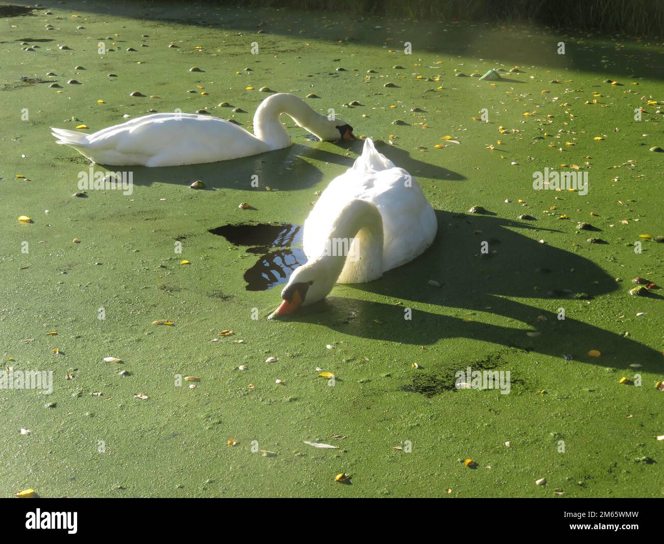 Paesi Bassi, cigni muti mangiare alghe su un lago. Foto Stock