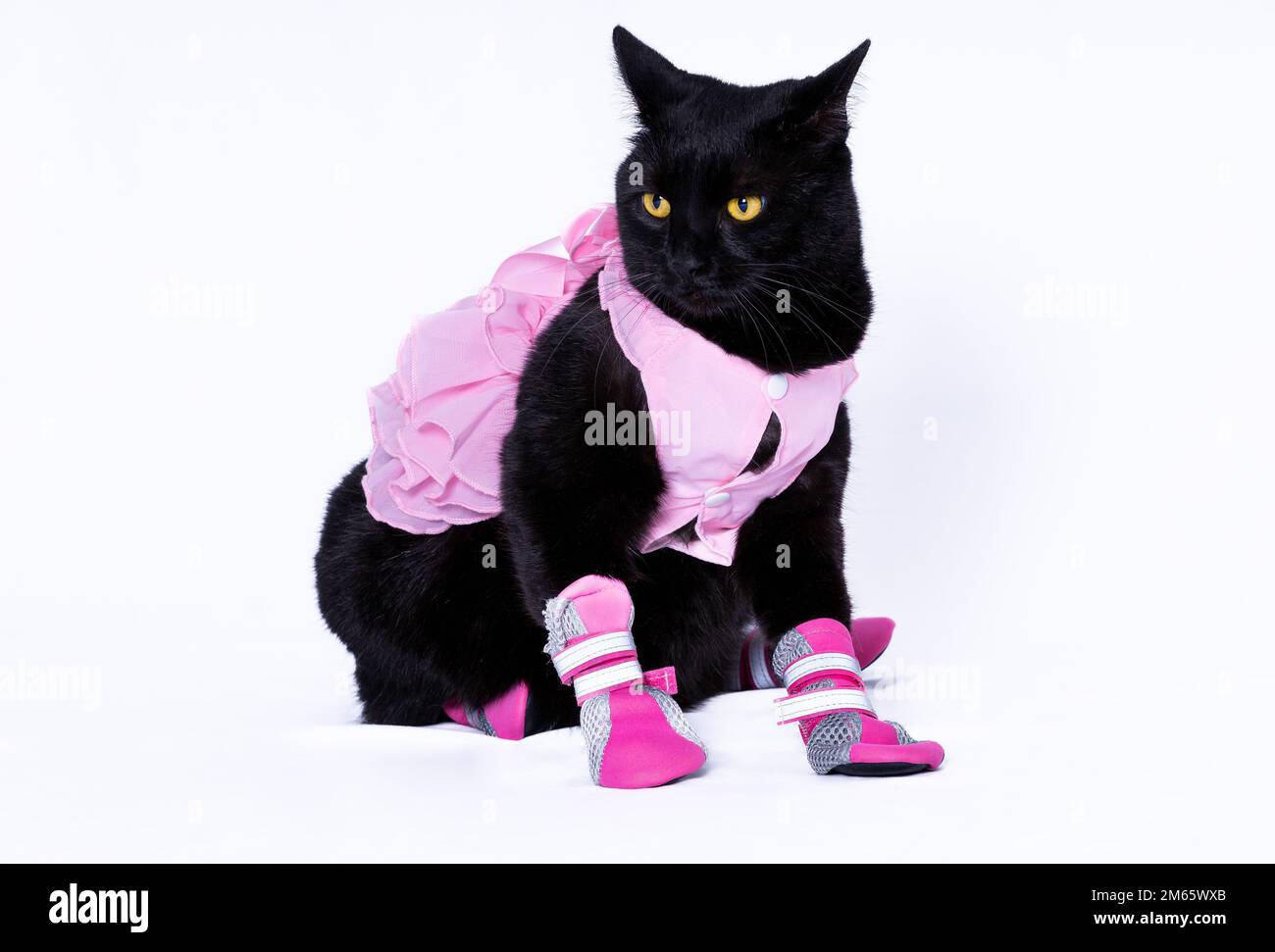 Gatto nero vestito con abito rosa e stivaletti Foto Stock