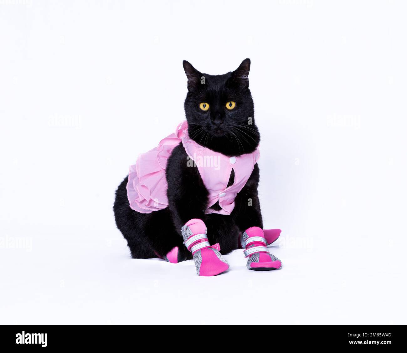 Gatto nero vestito con abito rosa e stivaletti Foto Stock