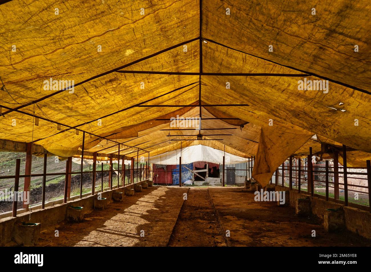 alimentatore di bestiame, vuoto, coperto con tenda gialla Foto Stock