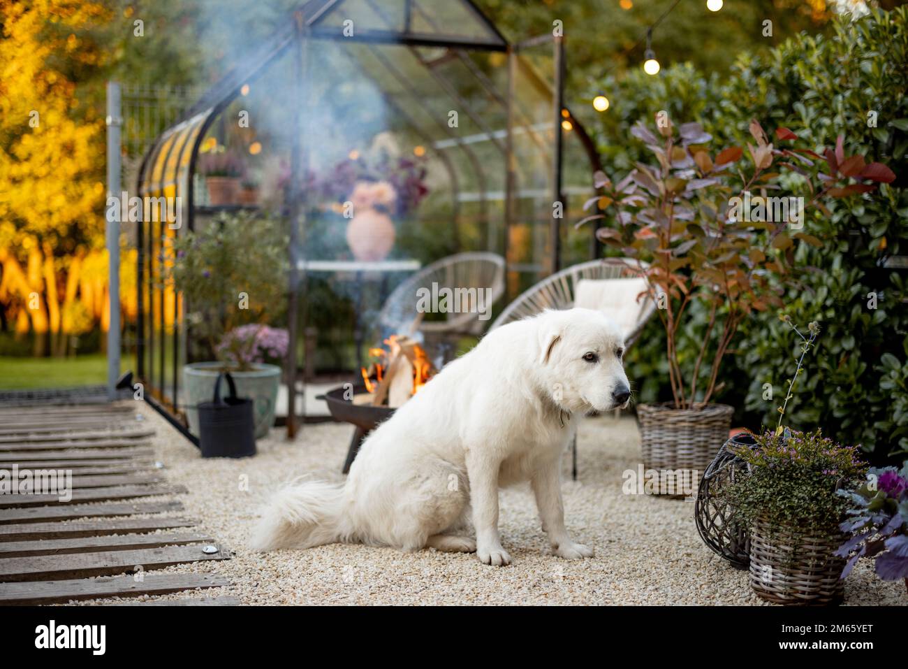 Cane carino in bel giardino Foto Stock