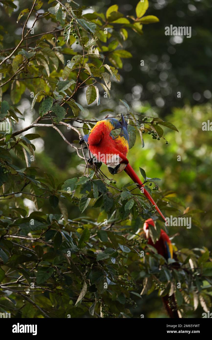 Scarlatto Macaw cercando di raggiungere i frutti in un albero nella foresta pluviale Foto Stock
