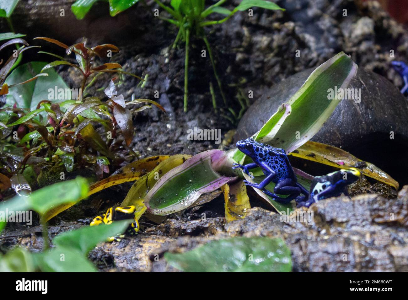 Rana di cervo blu (Dendrobates tinctorius azureus) Foto Stock