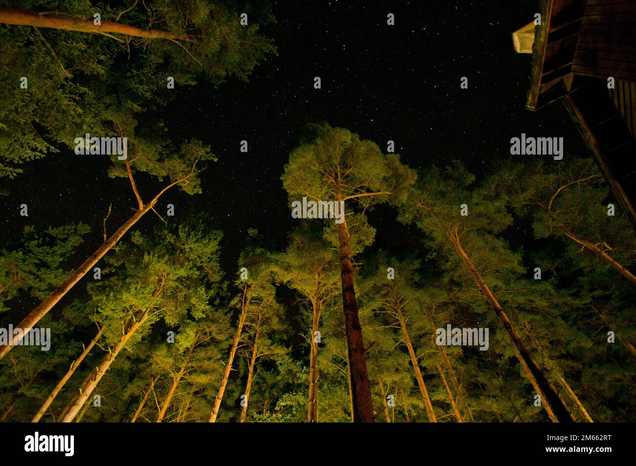 Woodland di notte Foto Stock