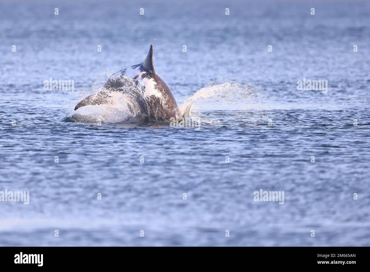 Un delfino a naso di bottiglia chiamato Spirtle con cicatrice sulla pelle causata da becchetting accidentale sulle acque poco profonde del Dornoch Firth mentre caccia per il migratin Foto Stock