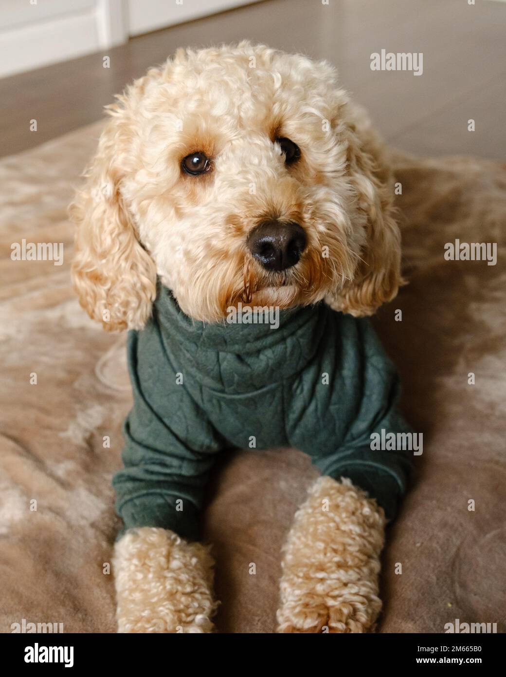 Cockapoo Dog in piedi sul divano verde indossando un ponticello verde invernale Foto Stock