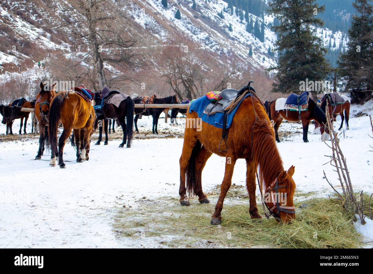 una mandria di cavalli da cricata in inverno Foto Stock