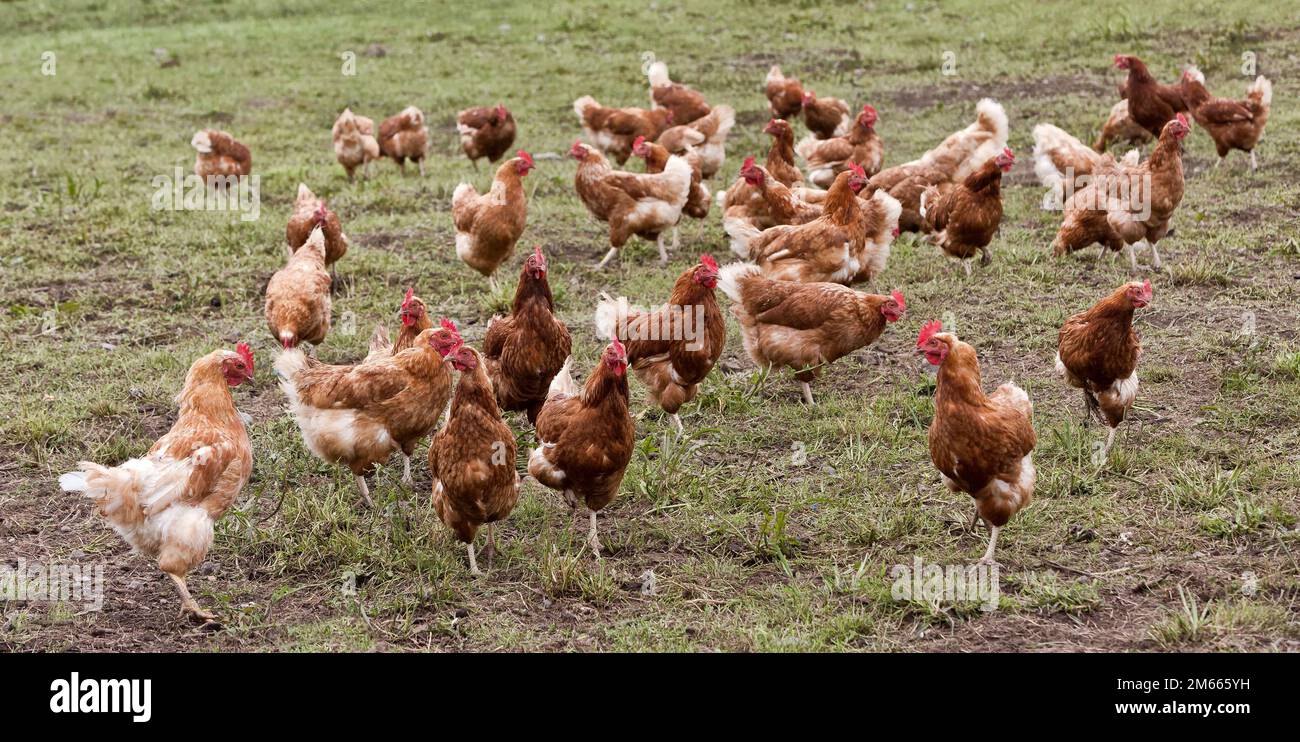 Free Range galline ovaiole biologiche, Rhode Island Reds roaming in Field, California. Foto Stock