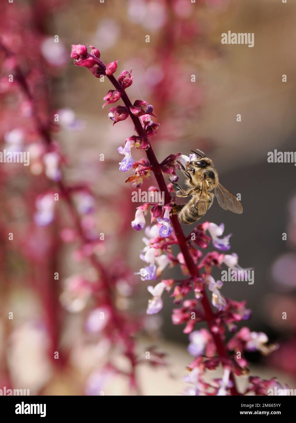 Macro di api raccolta polline su fiore rosa coleo in giardino francese Foto Stock