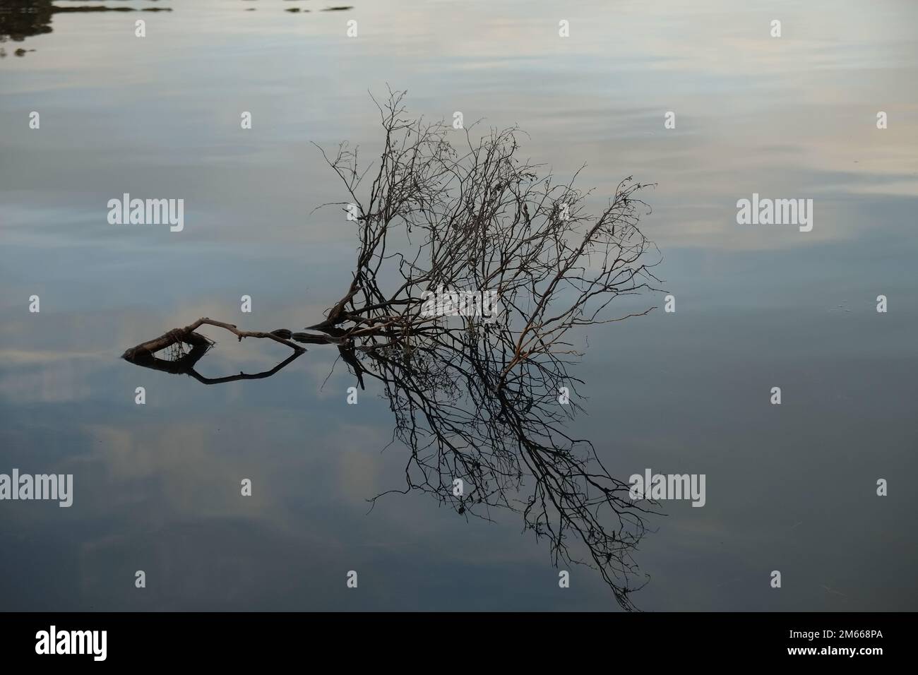 Un lago vetroso con riflessi da un ramo d'albero. Foto Stock