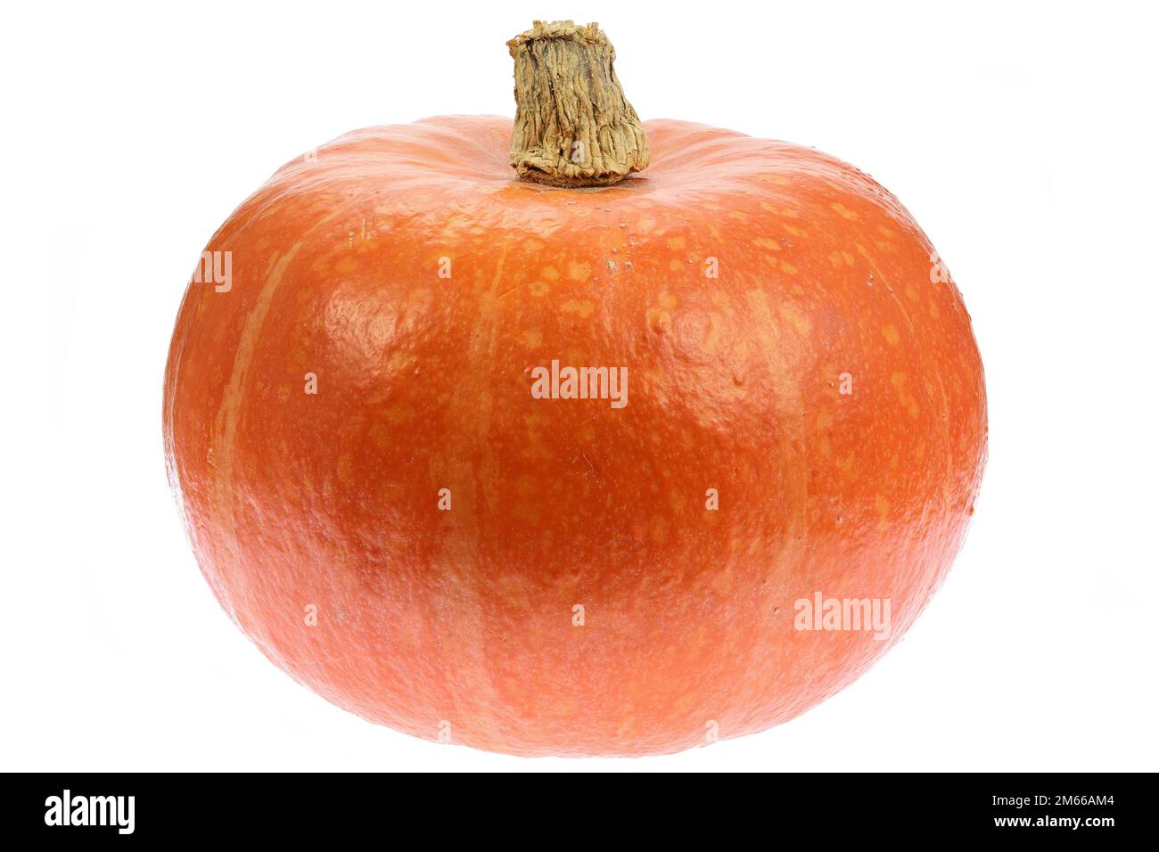 zucca biologica di kuri rosso isolata su sfondo bianco Foto Stock