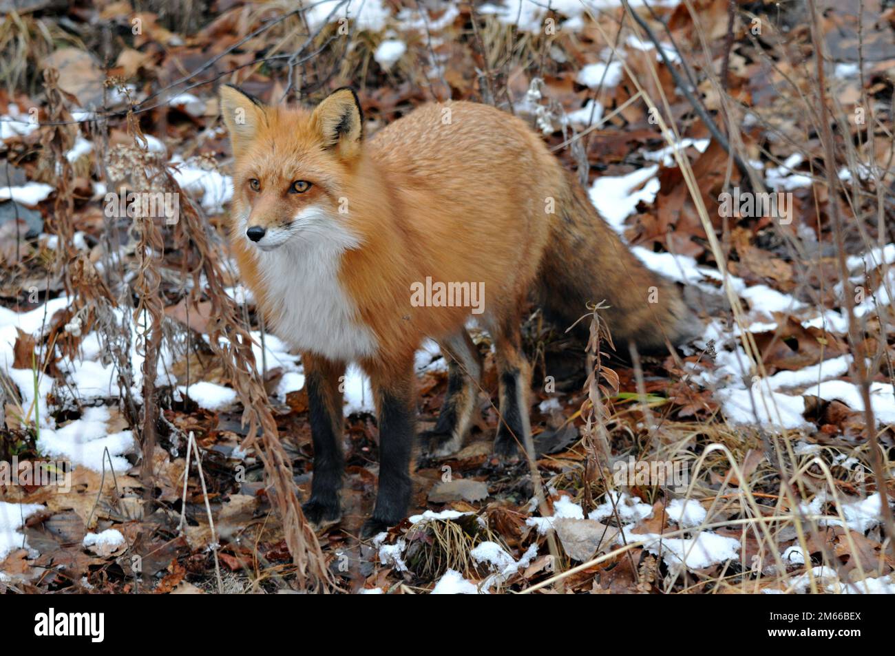Vista ravvicinata del profilo della volpe rossa nella stagione invernale nel suo ambiente e habitat con coda di volpe, pelliccia. Immagine Fox. Foto Stock