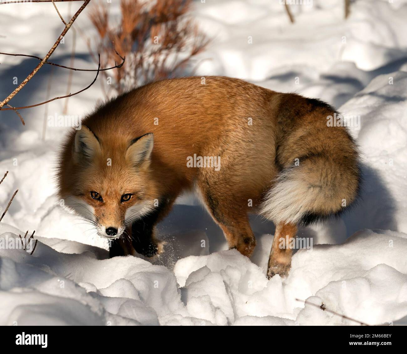 Volpe rossa primo piano profilo vista laterale nella stagione invernale nel suo ambiente e habitat con sfondo di neve sfocata che mostra coda di volpe, pelliccia. Immagine Foto Stock