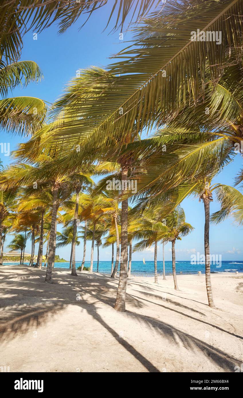 Palme da cocco in una bella spiaggia caraibica in una giornata di sole, concetto di viaggio. Foto Stock