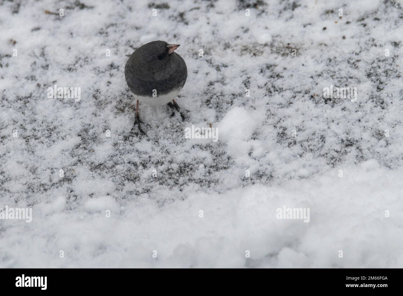 Dagli occhi scuri, junco, Junco hyemalis, alla ricerca di cibo in inverno Foto Stock