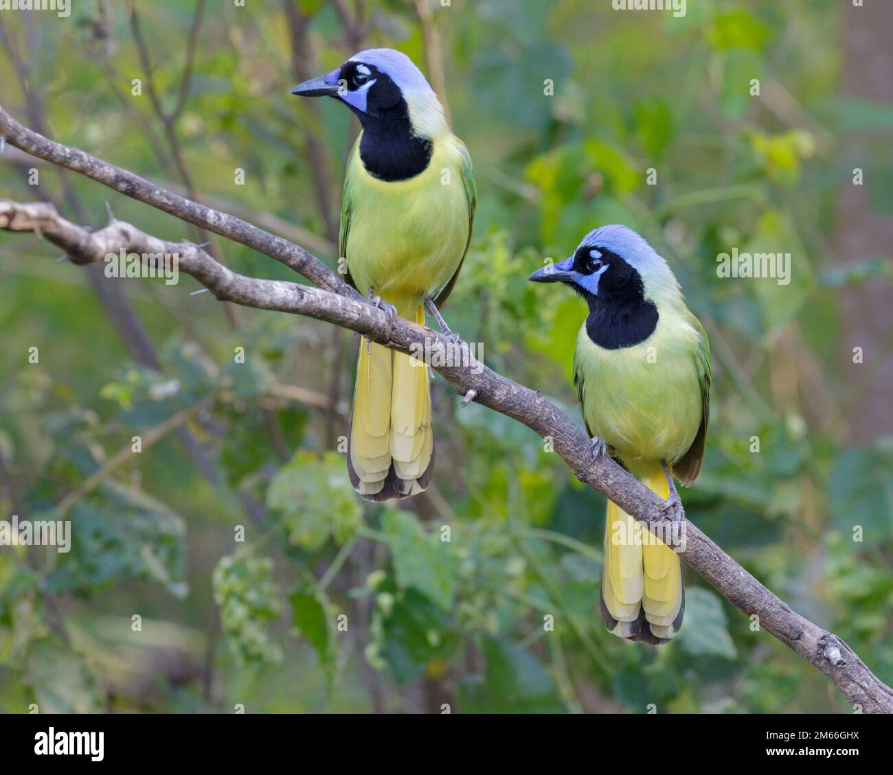 Jay verde (Cyanocorax yncas [luxuosus]) due uccelli insieme, Rio Grande Valley, Texas, USA. Foto Stock