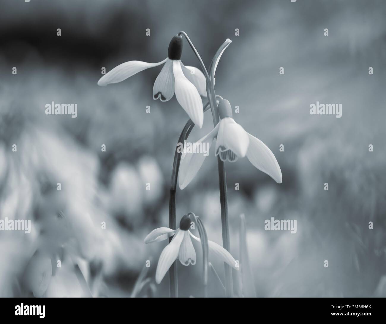 Fiori di Snowdop, primo piano, vista ad angolo basso di fiori di Snowdrop isolati Foto Stock