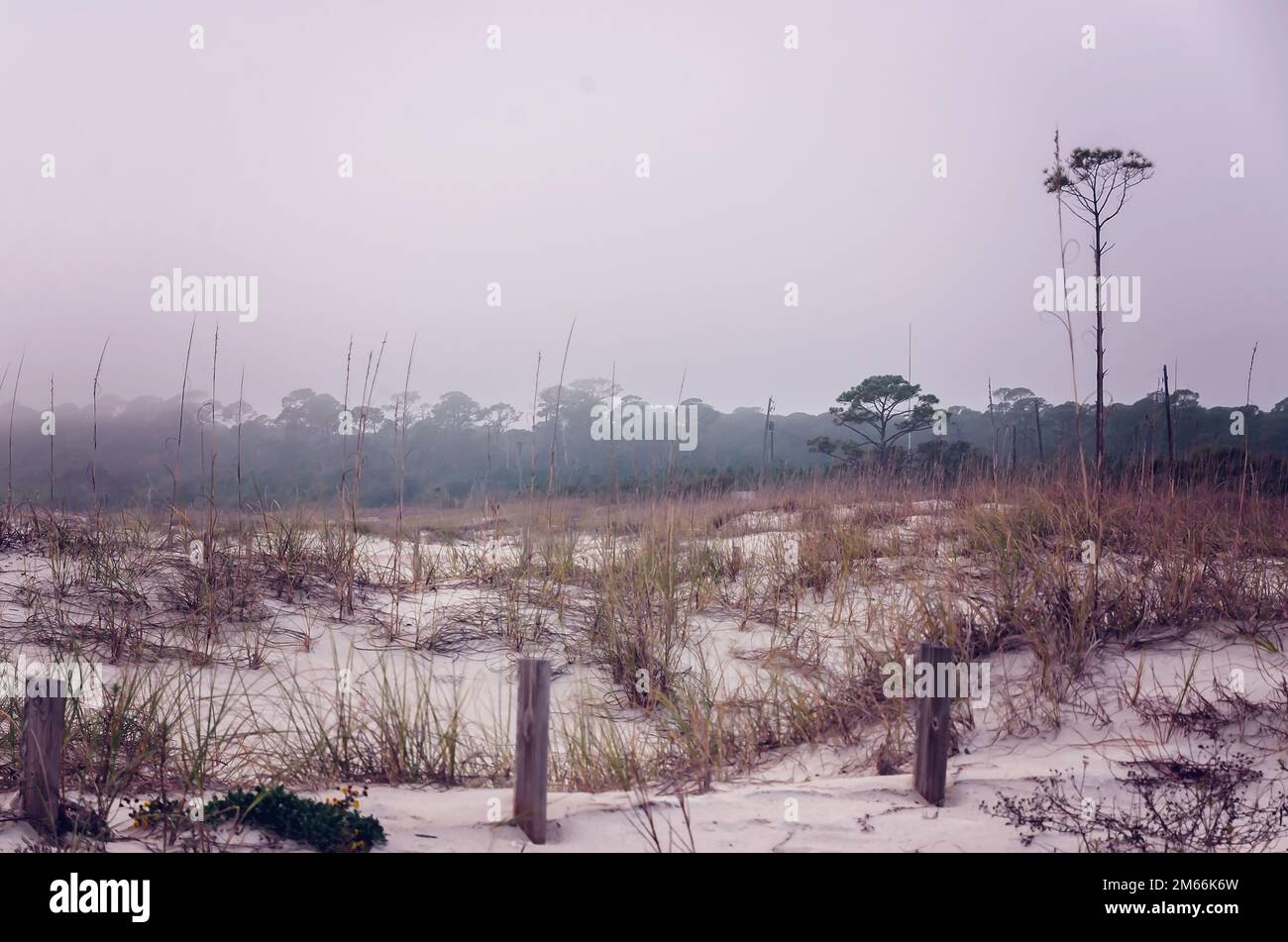 La nebbia si stabilizza sulle dune di sabbia, il 1 gennaio 2023, a Dauphin Island, Alabama. L’isola barriera’ sta subendo un restauro di $1,4 milioni di dune di sabbia. Foto Stock