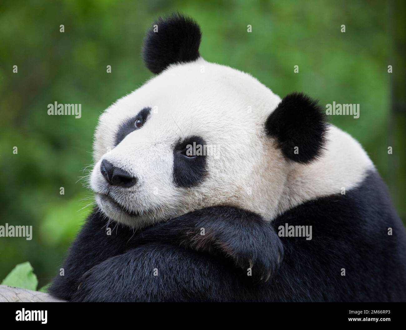 Panda gigante che riposa la testa sulle zampe nella riserva naturale nazionale di Wolong, provincia di Sichuan, Cina. Ailuropoda melanoleuca Foto Stock