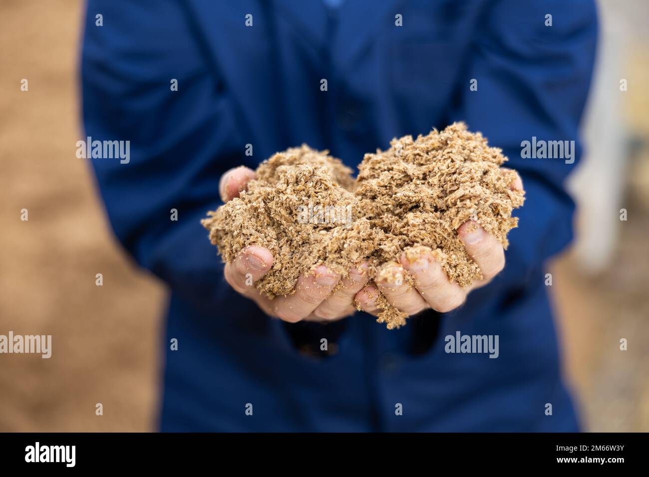 Mani di contadini maschi che detengono una manciata di chicchi di birra Foto Stock