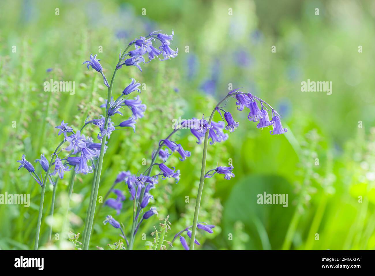 Bluebells pianta, bluebells spagnolo (hyacintoides hispanica) in fiore crescere in giardino boschivo in primavera, Regno Unito Foto Stock