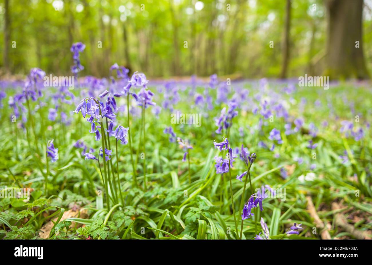 Primo piano su Bluebell comune (hyacinthoides non-scripta), Bluebells nativo o inglese in legno, Regno Unito Foto Stock