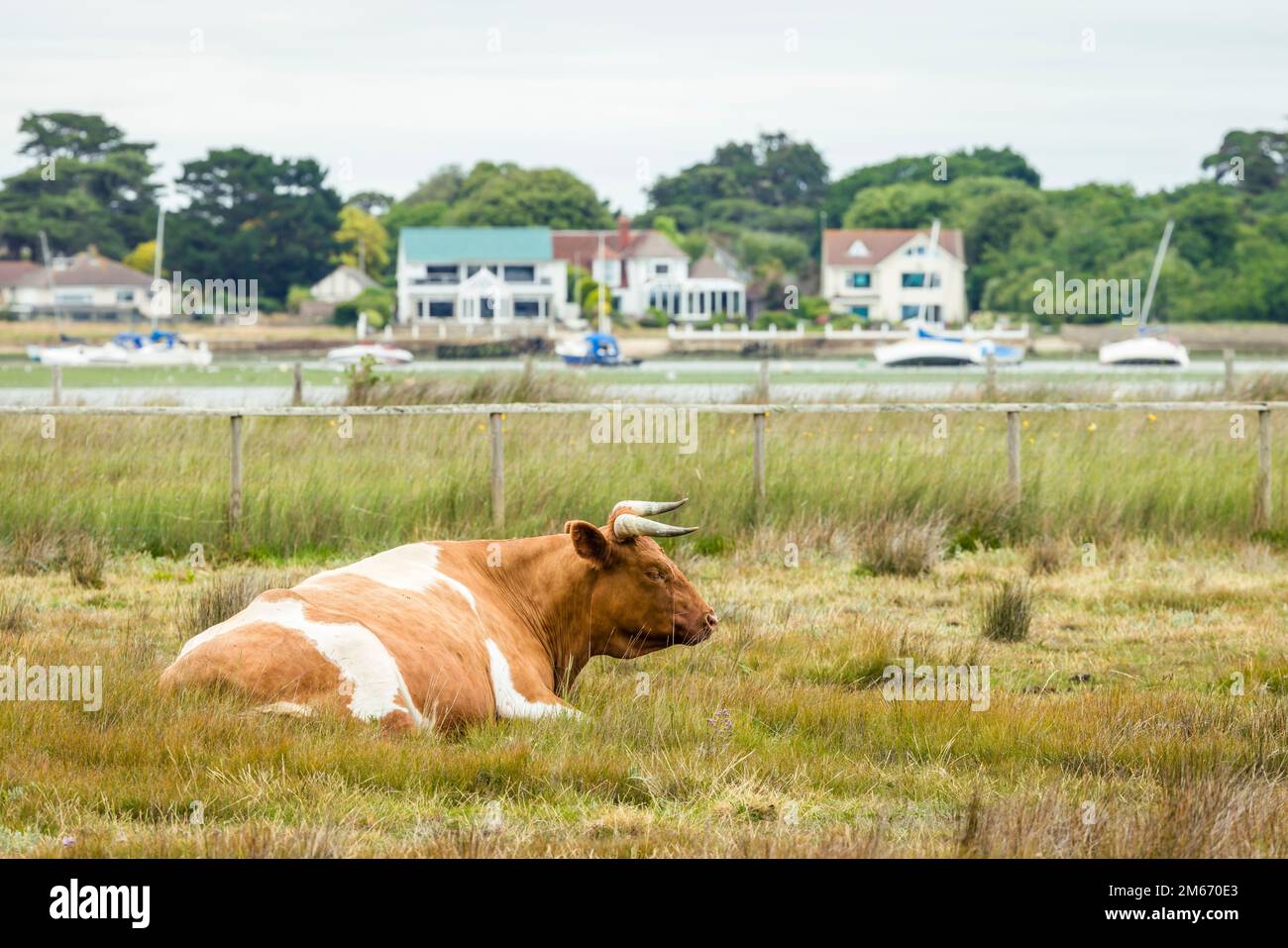 Bestiame pascolo (Shetland Cattle) presso Hengistbury Head Nature Reserve con case sul mare sul porto di Christchurch, Dorset, Regno Unito Foto Stock